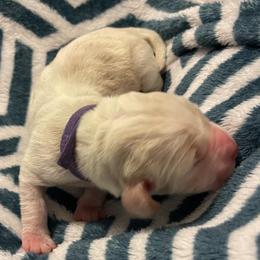 Purple Female - Lemon and white female Basset Hound puppy in Temple, Texas from Southern Rose Bassets