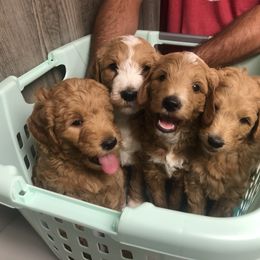 Goldendoodle Puppies from Dapper Doodles of Tennessee