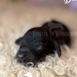 Black and Tan - Black and tan male Dachshund puppy in Rainier, Oregon from Doxies in Wonderland