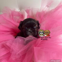 Harlow - Brindle female Shih Tzu puppy in Walkertown, North Carolina from Lil’ Bit’s Shih Tzu