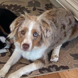 Blaise - Miniature Australian Shepherd
