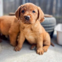 Labrador Retriever Puppies from Mid-Columbia Labradors