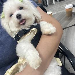 Maltese Puppies from B&O Maltese
