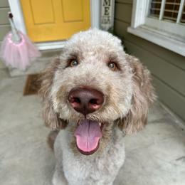 Oso - Cream male Goldendoodle puppy in Montgomery, Texas from Dacus Doodles