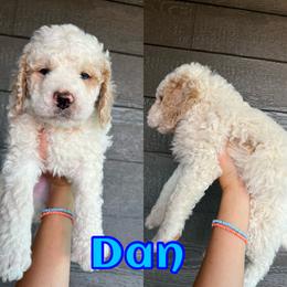 Bernedoodle Puppies from Over the Moon Poodles and Doodles