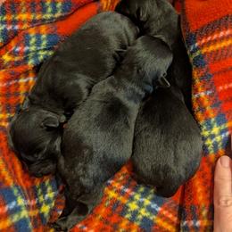 Scottish Terrier puppies from Bellendaine Scotties