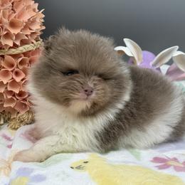 Skylar - Lavender female Pomeranian puppy in Newark, Ohio from Keeperofstars Pomeranians
