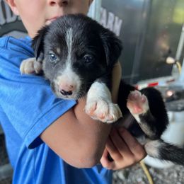 Girl 2 - Black and white female Border Collie puppy in Rural Retreat, Virginia from Hidden Acres Farm Corgis