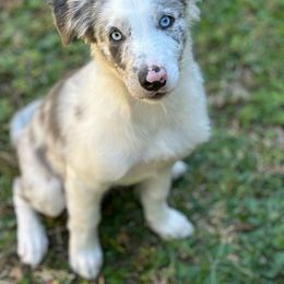 American Corgi, Border Collie, and Pembroke Welsh Corgi Puppies from Cowtown Corgis & Border Collies