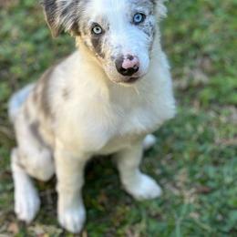 American Corgi, Border Collie, and Pembroke Welsh Corgi Puppies from Cowtown Corgis & Border Collies