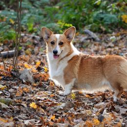 Dachshund and Pembroke Welsh Corgi All Grown Up from Kendaline Kennels