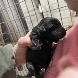 Girl 1 - Black female Labradoodle puppy in Craig, Nebraska from Top Knot Companions Poodles and Labradoodles