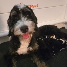 Bernedoodle puppies from Orlando Bernedoodles