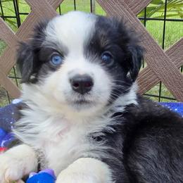 Blossom - Black tri male Miniature Australian Shepherd puppy in Port Saint Lucie, Florida from Charlene Brannon's Mini Australian Shepherds