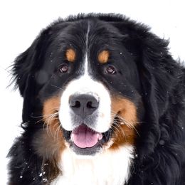 Frank - Cavalier King Charles Spaniel