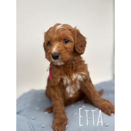 Etta - Red  female Goldendoodle puppy in Smithfield, Kentucky from KBK9 Kennels
