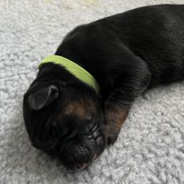 German Shepherd Puppies from Zwinger vom Schneider Wald