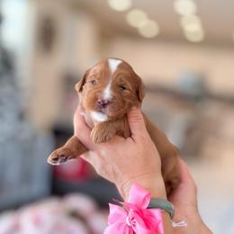 Oona - Red  female Goldendoodle puppy in Ontario, California from Teddy Doodles & Standard Poodles