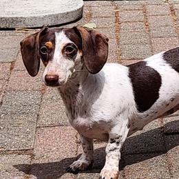 Missy - Dachshund