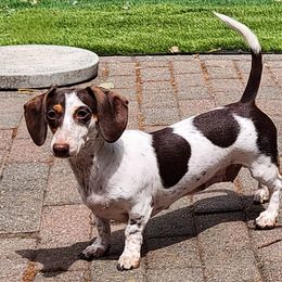 Missy - Dachshund