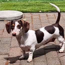 Missy - Dachshund