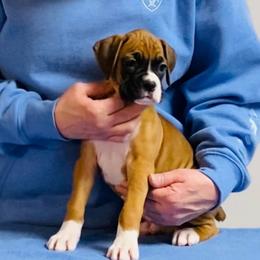 Light Blue - Fawn male Boxer puppy in Butler, Pennsylvania from Schaible's Boxer Huddle