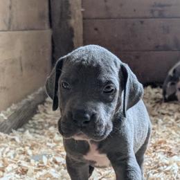 Hera - Blue female Great Dane puppy in Marlow, New Hampshire from Fox Hill Danes
