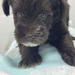 Miniature Schnauzer Puppies from Miniature Schnauzer Paradise llc