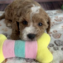 Zuri - Apricot female Cavapoo puppy in Lebanon, Missouri from Danielle’s Doodles