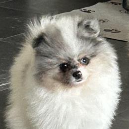 Slate - Blue merle male Pomeranian puppy in Interlachen, Florida from DK DARLINGS