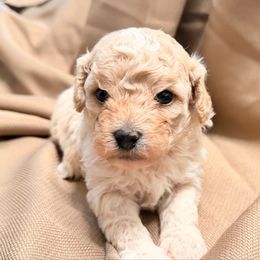 Momma - Apricot female Cavapoo puppy in Spokane, Washington from PJE Cavs and Poos