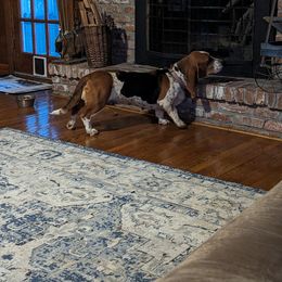 Basset Hound All Grown Up from Southern City Bassets