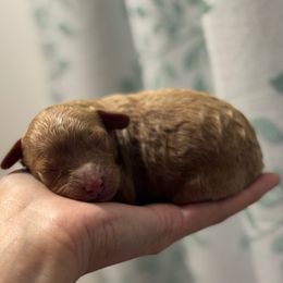 Buck - Red male Cavapoo puppy in Ville Platte, Louisiana from The Barkery