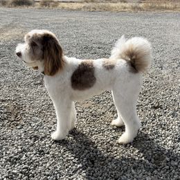 Nori - Bernedoodle