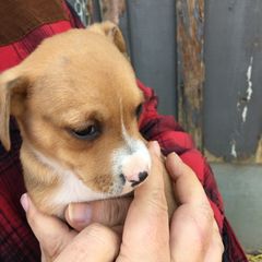 Treeing Feist Puppies from Tark Hill Feists