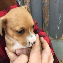 Treeing Feist Puppies from Tark Hill Feists