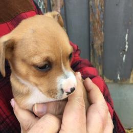 Treeing Feist Puppies from Tark Hill Feists