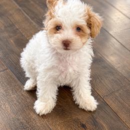 Sasha - Merle female Maltipoo puppy in Scott, Arkansas from Legacy's Litters