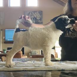 Cinderella - Black and white female Portuguese Water Dog puppy in Munford, Alabama from Boardwalk Water Dogs