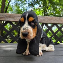 Wednesday - Black white and brown female Basset Hound puppy in Denison, Texas from Emma Lou's Baby Bassets