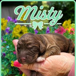 Misty - Phantom female Goldendoodle puppy in Charlotte, North Carolina from Hopeful Heart Doodles