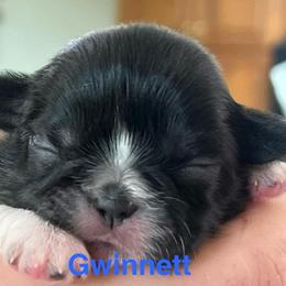 Gwinnett (Gwinn) - Black and white female Shih Tzu puppy in Bloomfield, Indiana from Meihem Pups
