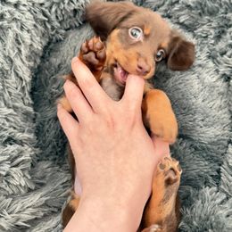 Dachshund Puppies from FLYING L Dachshund Academy