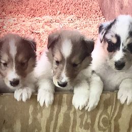 Collie Puppies from Goodwin Collies