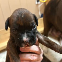 Blue Collar - Brindle male Boxer puppy in Flora, Mississippi from Moody's Boxers