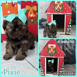 Vivian - Red female Shih Tzu puppy in Beatrice, Nebraska from I Shih Tzu Not Puppies