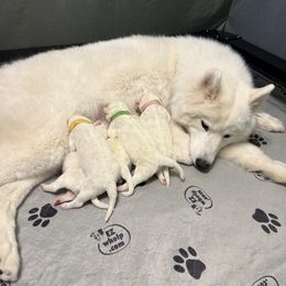 Samoyed Puppies from Sweet T's