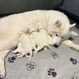 Samoyed Puppies from Sweet T's