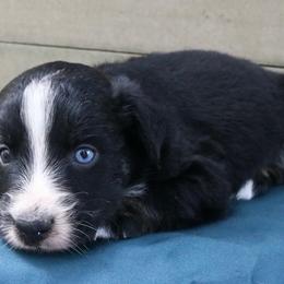 Pixel - Black tri-color female Australian Shepherd puppy in Macon, Georgia from Shaina’s Shepherds