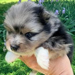 Faith - Blue merle female Pomeranian puppy in Clarksville, Tennessee from Bee Mine Maltipoos and Pomeranians